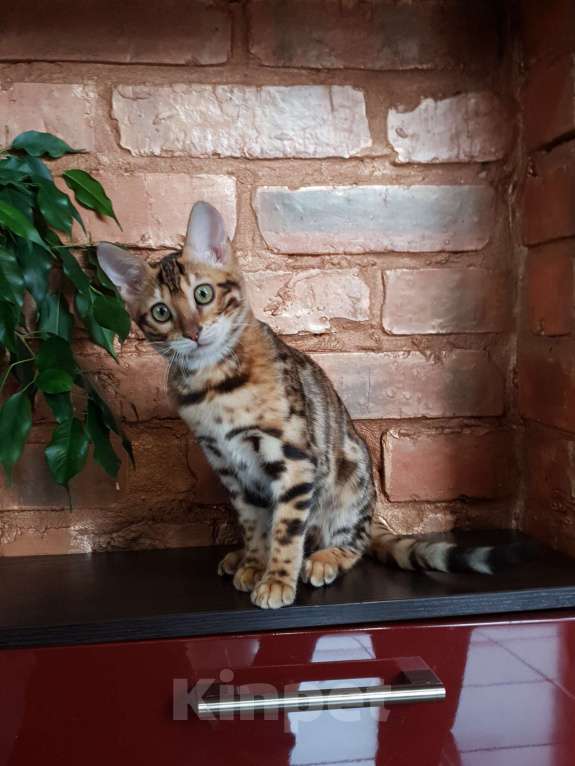 Кошки в Москве: Бенгальская девочка  Девочка, 60 000 руб. - фото 1