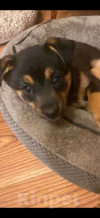 Собаки в Москве: Щенок Эшли 2 месяца ждет мам и пап Девочка, Бесплатно - фото 6