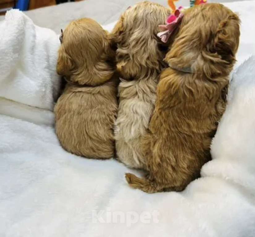 Собаки в Москве: Щенки мальтипу Девочка, 60 000 руб. - фото 4