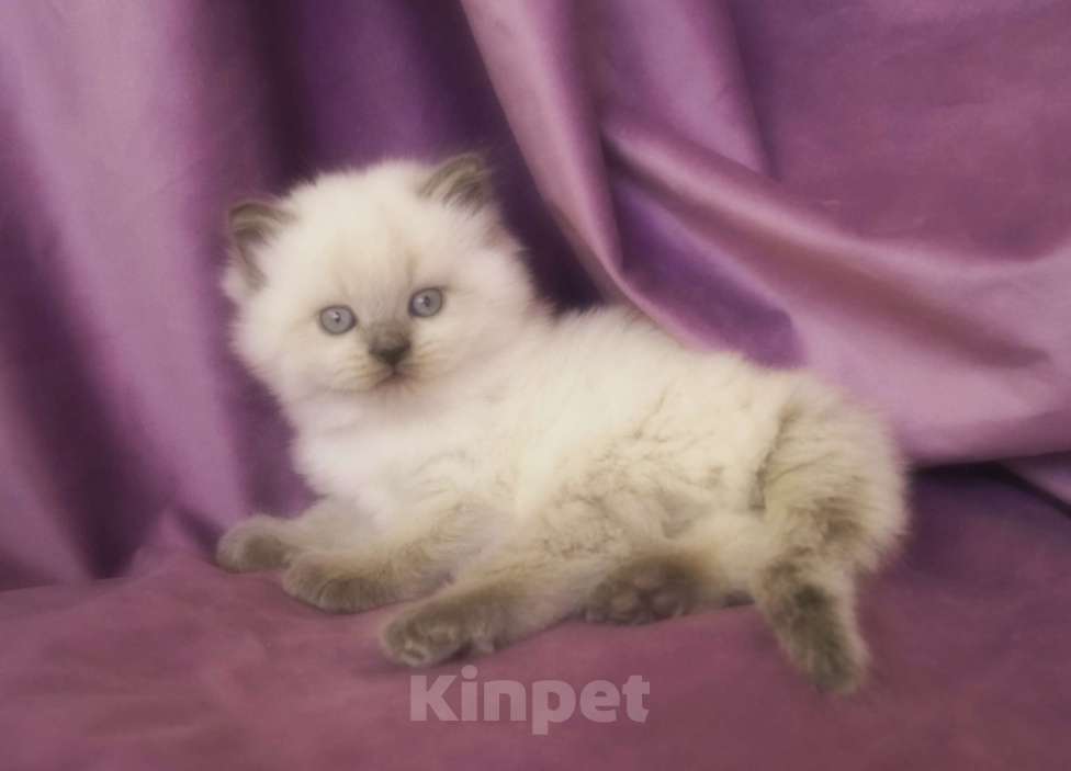 Кошки в Краснодаре: Невская маскарадная котенок очень пушистый Мальчик, 27 000 руб. - фото 1