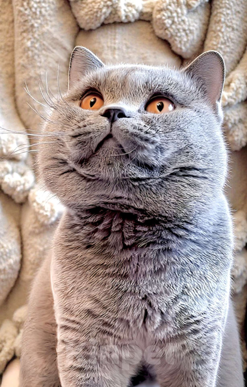 Кошки в Москве: Элитные британские к/ш котята  Девочка, Бесплатно - фото 9