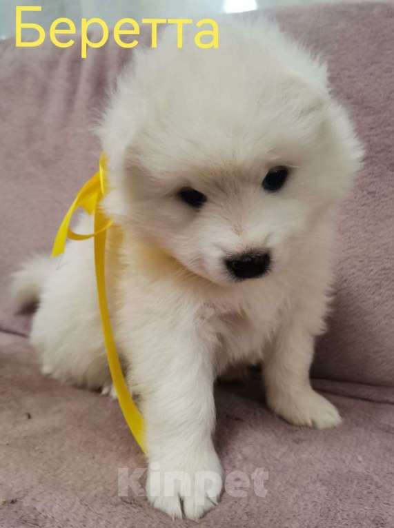 Собаки в Подольске: Щенки самоеда Девочка, 50 000 руб. - фото 2