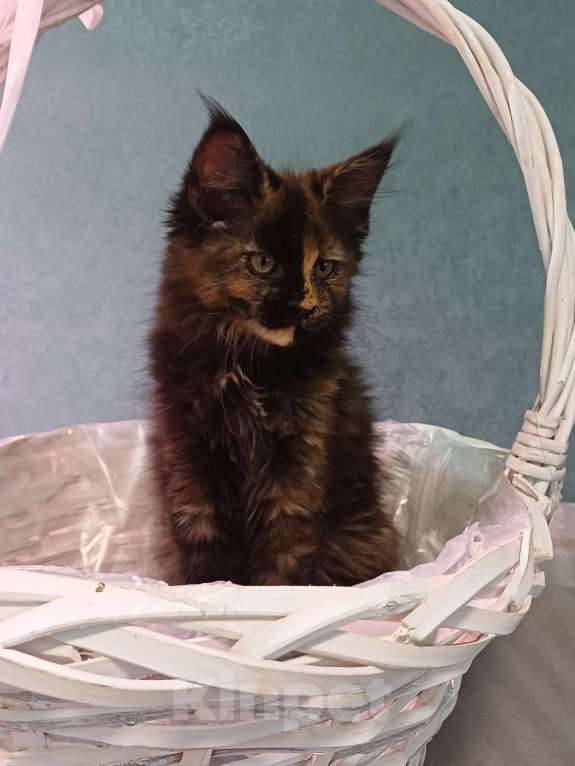 Кошки в Йошкаре-Оле: Очаровательная Maserati Девочка, 25 000 руб. - фото 2