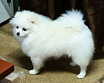 Собаки в Санкт-Петербурге: Шикарная девочка малый шпиц Девочка, 65 000 руб. - фото 1