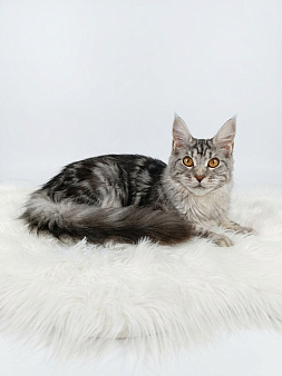 Котёнок мейн-кун