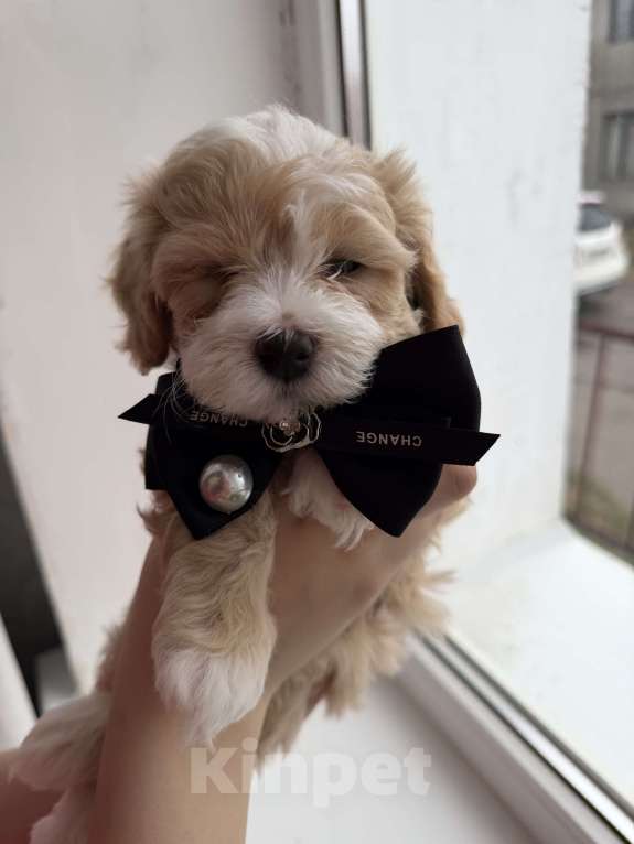 Собаки в Иваново: Той-пудель мальчик Мальчик, 90 000 руб. - фото 8