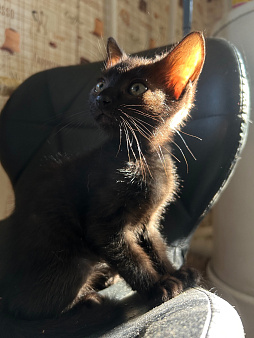 Отдам бесплатно котенка