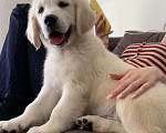 Собаки в Москве: Щенки Золотистого ретривера Мальчик, 70 руб. - фото 3