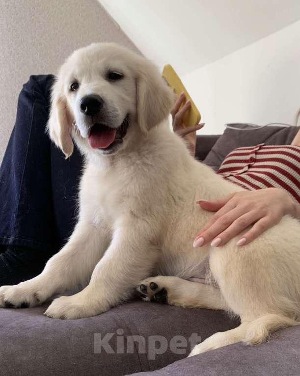 Собаки в Москве: Щенки Золотистого ретривера Мальчик, 70 руб. - фото 3