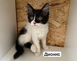 Кошки в Санкт-Петербурге: Котята ищут дом Разнополые, 3 500 руб. - фото 10