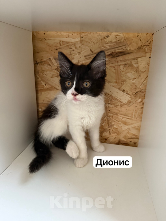 Кошки в Санкт-Петербурге: Котята ищут дом Разнополые, 3 500 руб. - фото 10