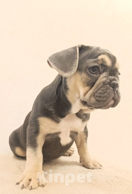 Собаки в Ореховом-Зуево: Французский бульдог Девочка, 40 000 руб. - фото 2