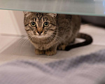 Кошки в Москве: Эклер - котёнок, который обещает вырасти в нереального красавца  Мальчик, Бесплатно - фото 5