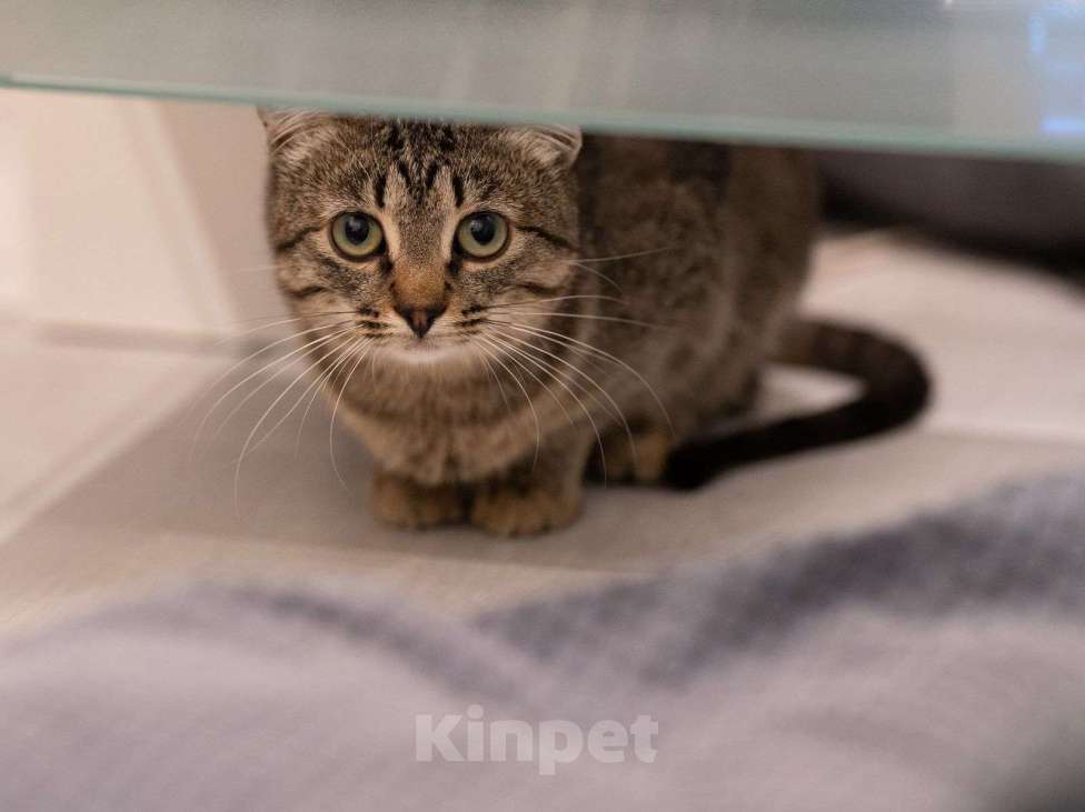 Кошки в Москве: Эклер - котёнок, который обещает вырасти в нереального красавца  Мальчик, Бесплатно - фото 5