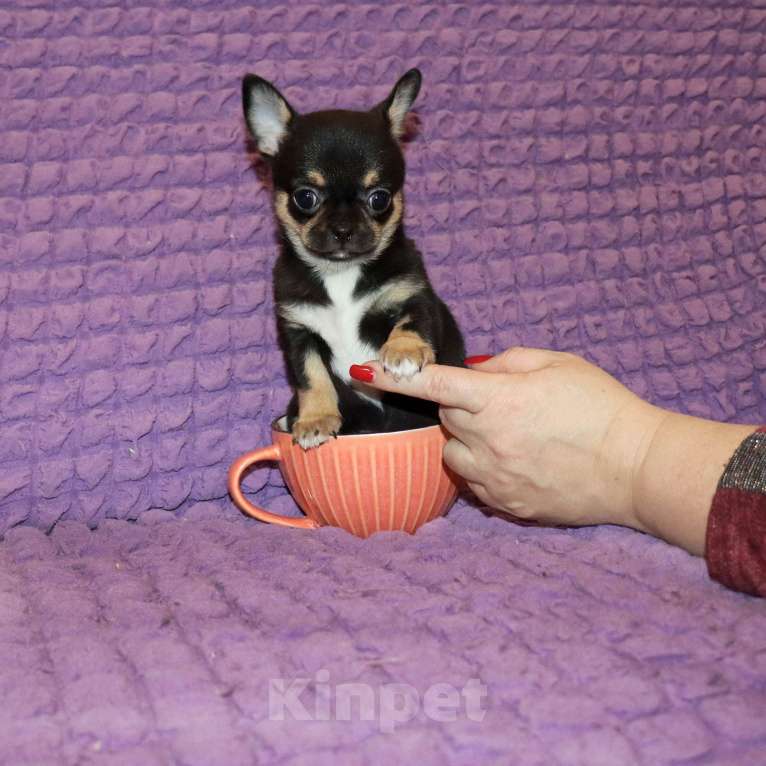 Собаки в Москве: 👍Супер курносая красотка Девочка, 75 000 руб. - фото 1