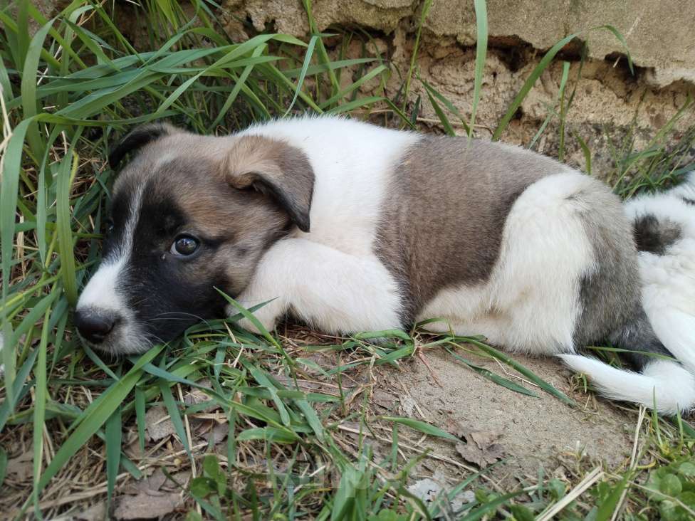 Собаки в Москве: Метисы лайки  Девочка, 1 руб. - фото 7