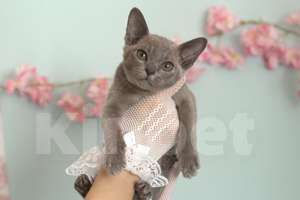 Кошки в Москве: Бурма - котята из питомника Разнополые, 90 000 руб. - фото 2