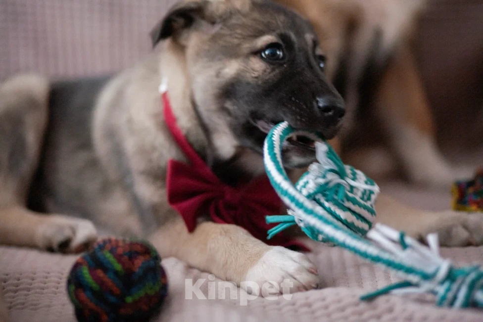 Собаки в Москве: Щенок в добрые руки Мальчик, Бесплатно - фото 3