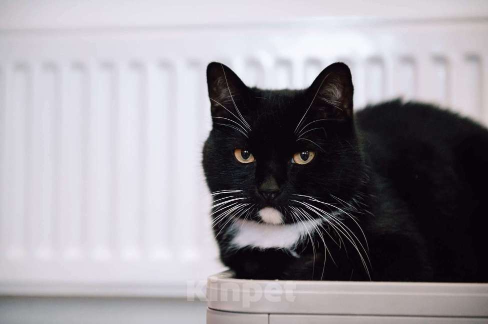 Кошки в других городах Московской области: Урфин ждем именно вас! Мальчик, Бесплатно - фото 2