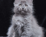 Кошки в Видном: Шикарный мейн-кун  Девочка, 80 000 руб. - фото 5