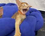 Кошки в Липецке: Продается абиссинский котенок Мальчик, 60 000 руб. - фото 6