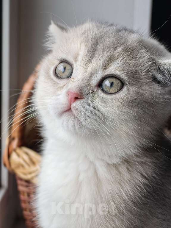 Кошки в Москве: Violet Luna Девочка, 50 000 руб. - фото 2