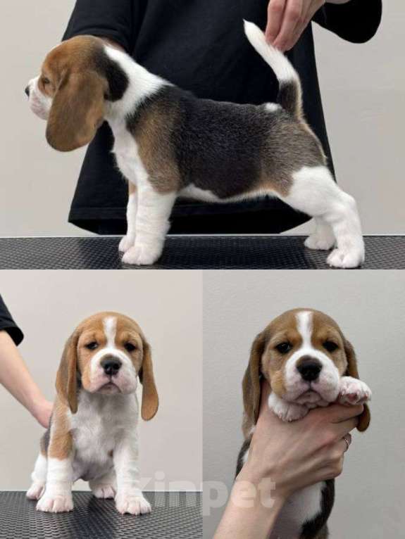 Собаки в Омске: Бигль щенки. РКФ Девочка, 50 000 руб. - фото 2