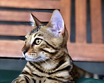Кошки в Нытве: Продаю бенгальских котят, 15 000 руб. - фото 2
