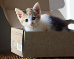 Кошки в Ливны: Трехцветный котенок в заботливые руки!, 100 руб. - фото 1