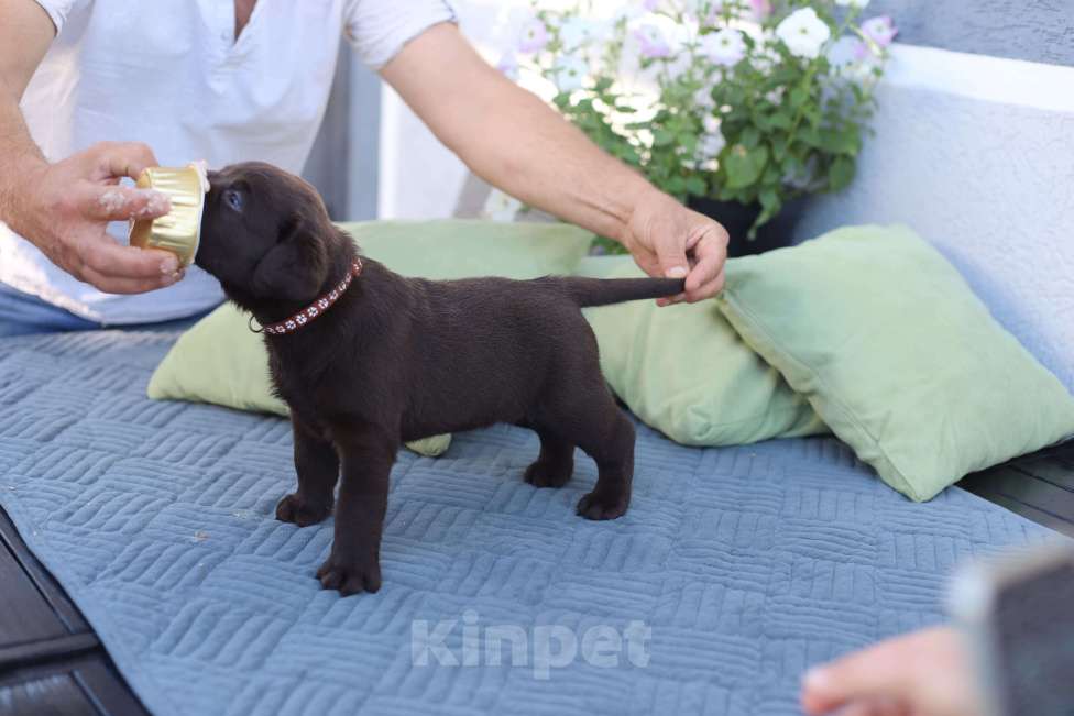 Собаки в других городах Краснодарского края: Рихард шоколадный король от пары чемпионов 🏆 Мальчик, Бесплатно - фото 2