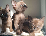 Кошки в Ростове-на-Дону: Котята европейской Бурмы  Мальчик, 70 000 руб. - фото 1