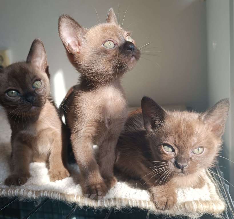 Кошки в Ростове-на-Дону: Котята европейской Бурмы  Мальчик, 70 000 руб. - фото 1