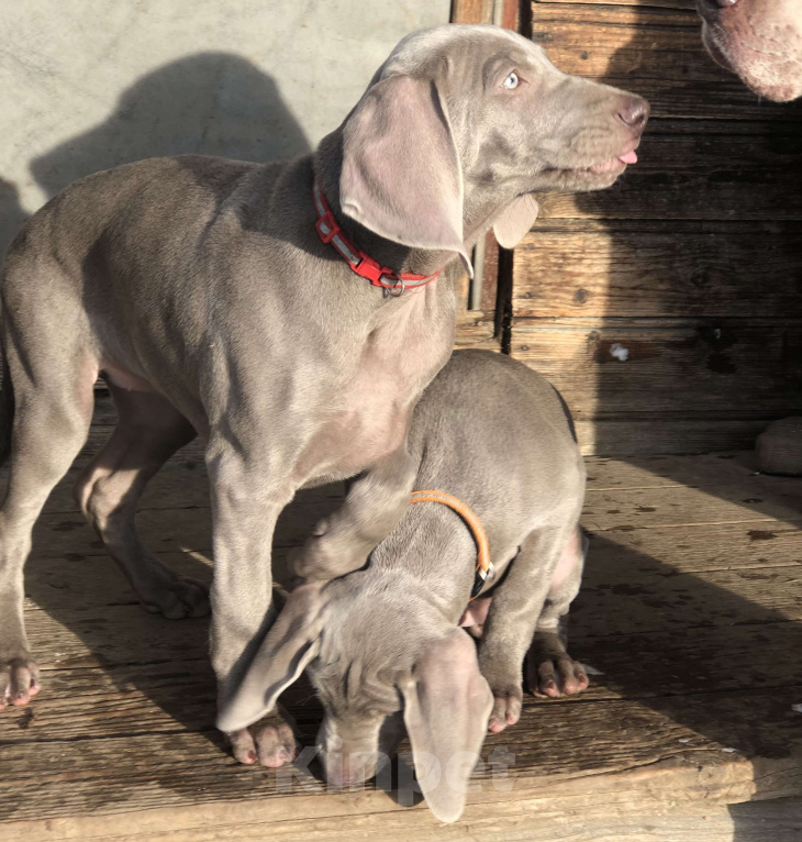Собаки в других городах Московской области: Щенок веймаранера Девочка, 80 000 руб. - фото 5