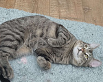 Кошки в Видном: Взрослый, ласковый котей Мальчик, 10 руб. - фото 4