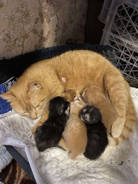 Кошки в Москве: Котята малыши Девочка, Бесплатно - фото 4