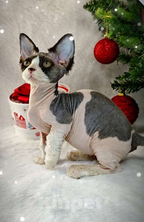 Кошки в Екатеринбурге: Канадский сфинкс котенок двэльф  Мальчик, 60 000 руб. - фото 5