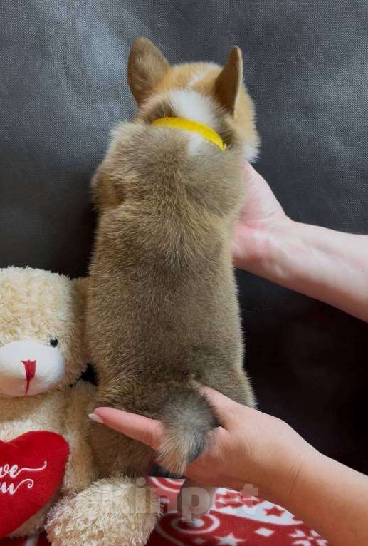 Собаки в других городах Московской области: Вельш корги пемброк мальчик  Мальчик, 38 000 руб. - фото 8