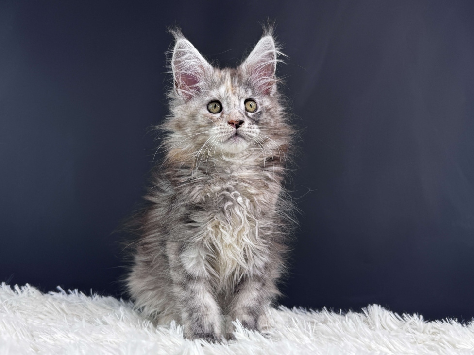 Кошки в Москве: Котенок Мейн Кун Девочка, 60 000 руб. - фото 3