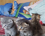 Кошки в Барабинске: Продам котят Мальчик, 3 000 руб. - фото 3