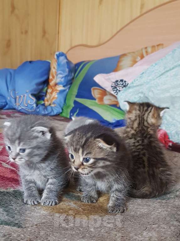 Кошки в Барабинске: Продам котят Мальчик, 3 000 руб. - фото 3