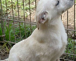 Собаки в Москве: Белый коротколапик щенок Снежок в добрые руки Мальчик, 1 руб. - фото 6