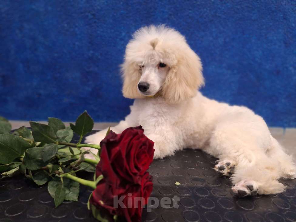 Собаки в Санкт-Петербурге: Девочка среднего пуделя,белого окраса Девочка, 100 000 руб. - фото 6