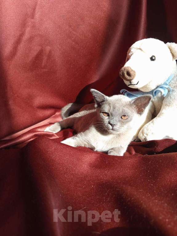 Кошки в Брянске: Котята бурмы Мальчик, 50 000 руб. - фото 8