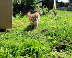 Кошки в Зеленодольске: Девочка 1 Девочка, Бесплатно - фото 1