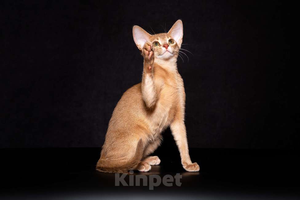Кошки в Москве: Абиссиннский котёнок Wild siblings' Demetra с огромной любовью ко всему миру Девочка, Бесплатно - фото 4