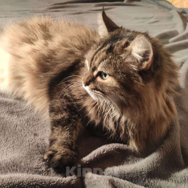 Кошки в Москве: Пушистая кошечка Матильда ищет своих родных людей! Девочка, Бесплатно - фото 3