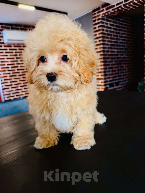 Собаки в других городах Московской области: Щенок мальтипу f1, мальчик Мальчик, 120 000 руб. - фото 5