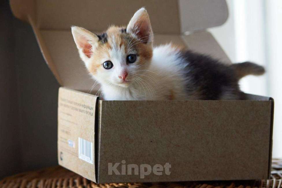 Кошки в Ливны: Трехцветный котенок в заботливые руки!, 100 руб. - фото 1