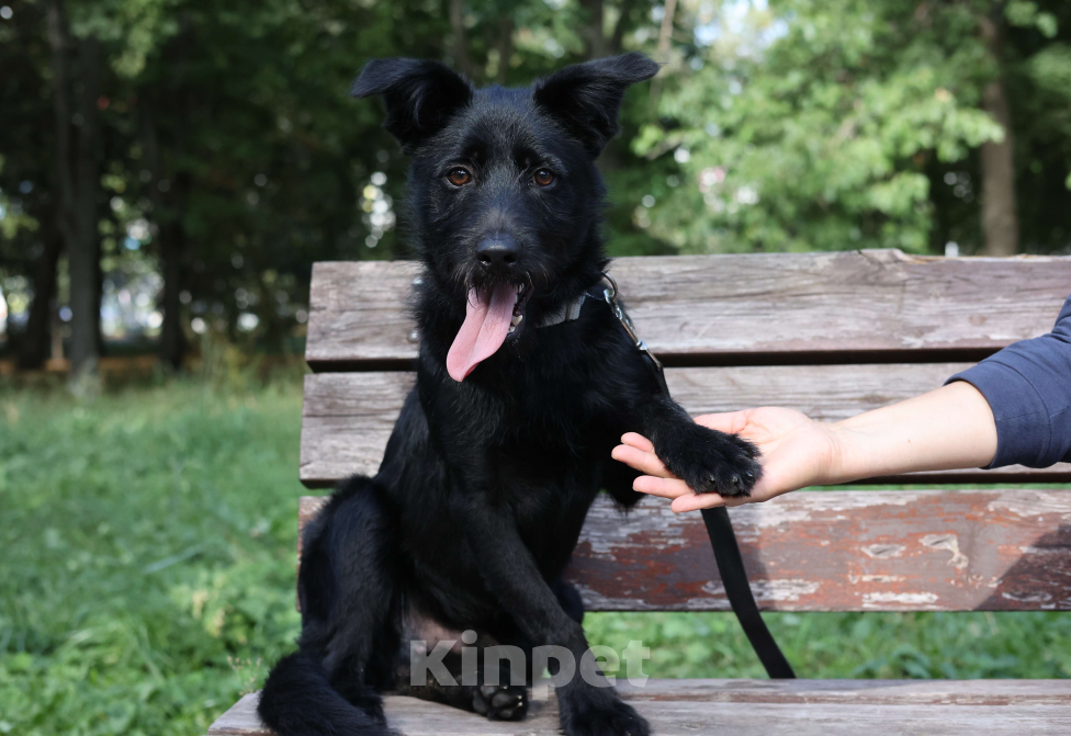Собаки в Москве: Собака бесплатно Москва Мальчик, Бесплатно - фото 8