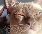 Кошки в Ростове-на-Дону: Котик европейской Бурмы в Брид  Мальчик, Бесплатно - фото 2
